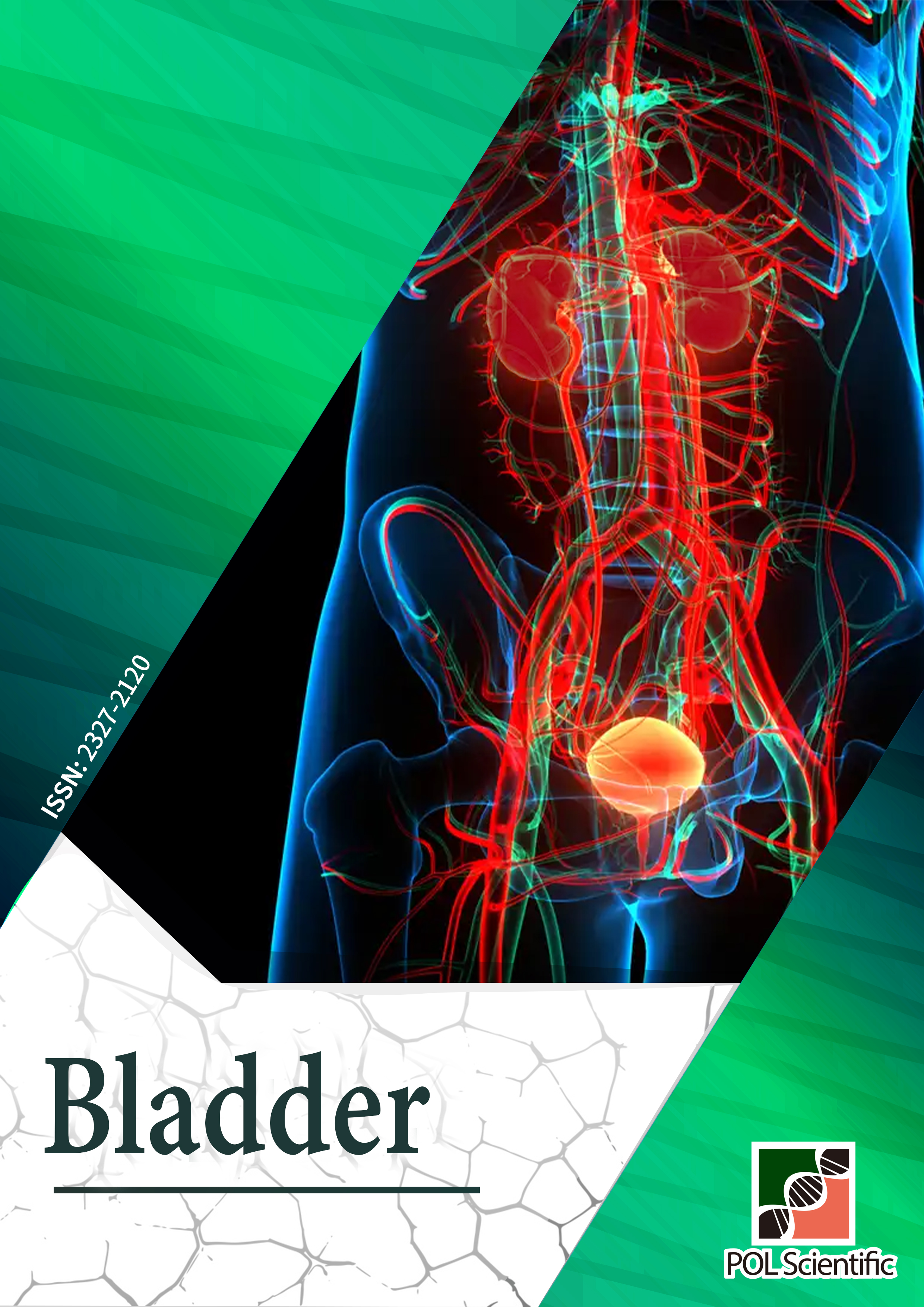 Bladder